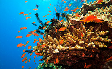 Underwater view of tropical fish and coral at The Great Barrier Reef in Australia